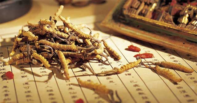 Tác dụng của đông trùng hạ thảo với nam giới