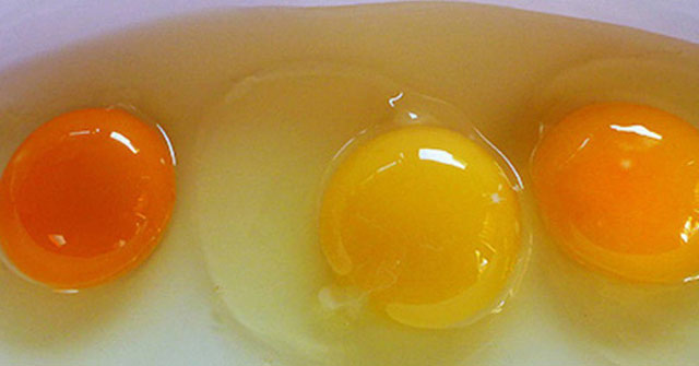 Lòng đỏ trứng gà có màu sắc khác nhau