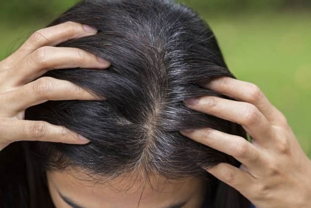 Nhổ tóc bạc khiến tóc mỏng đi