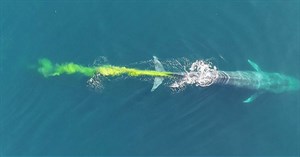Cảnh tượng siêu hiếm: Cá voi xanh... ‘đi nặng’ ngay giữa lòng đại dương