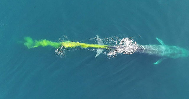Cá voi xanh... ‘đi nặng’ 