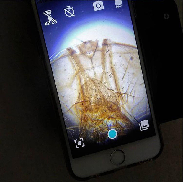 Với bộ kit của SmartMicroOptics, chiếc iPhone này đã biến thành một kính hiển vi soi được cả vi khuẩn. Ảnh: SmartMicroOptics.