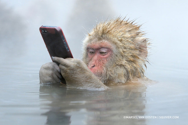 Bức ảnh “khỉ tuyết cầm iPhone”: Bạn đã từng thấy một con khỉ tuyết cầm một chiếc iPhone trước đây chưa? Hãy thưởng thức bức ảnh tuyệt đẹp này và cảm nhận sự thông minh và khéo léo của loài vật này. Bức ảnh này sẽ khiến bạn cười thả ga!