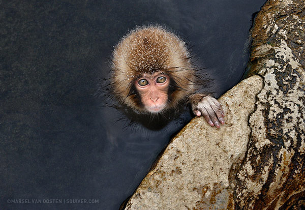 Bạn đã bao giờ thấy một con khỉ tuyết giữ cái iPhone của mình chưa? Hình ảnh này sẽ khiến bạn cười đầy thích thú và muốn xem thêm nhiều hình ảnh khác của loài vật này.