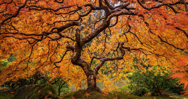 “The Veins of a Tree” -Những mạch máu của cây, được chụp bởi Tim Shield
