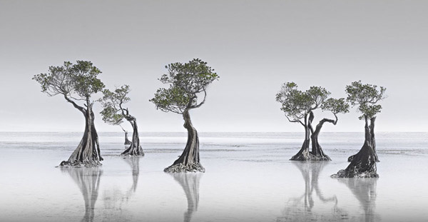 Bức ảnh “Dancing Mangroves” (tạm dịch Vũ điệu rừng ngập mặn) được chụp bởi Wong Choon Keat