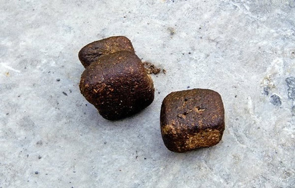 Wombat, một loại thú có túi ở Úc ị ra những cục phân có dạng hình hộp