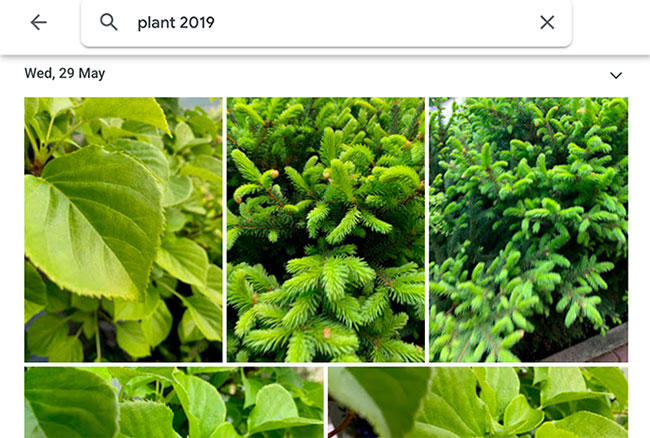 Cách kết hợp các giá trị trên thanh tìm kiếm trong Google Photos