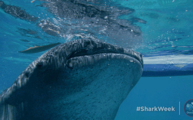 Cá nước mặn chủ động uống nước