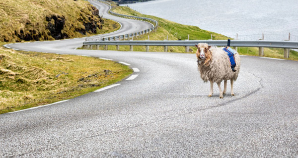 Google còn sử dụng cả người đi bộ, thậm chí là cừu và lạc đà đeo máy ảnh để đến nơi mà xe không thể đến được