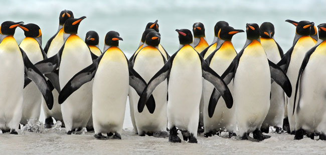 Penguin Waddle