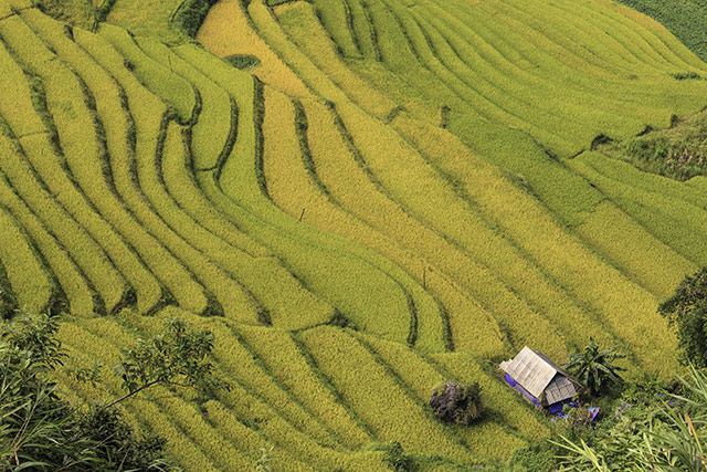 hinh ruong bac thang