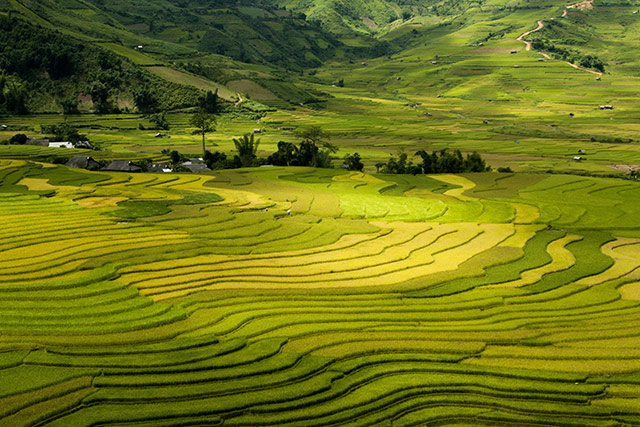 Top 20 hình nền ruộng bậc thang và cánh đồng lúa Hoàng Su Phì full hd  Ha  giang Vietnam Landscape