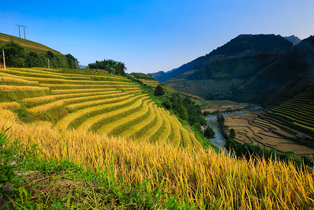 ảnh ruộng bậc thang đẹp