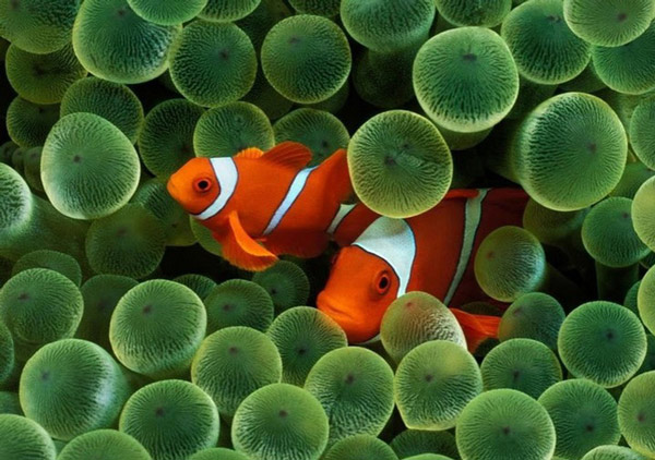 Bộ sưu tập hình nền trên iPhone và máy Mac