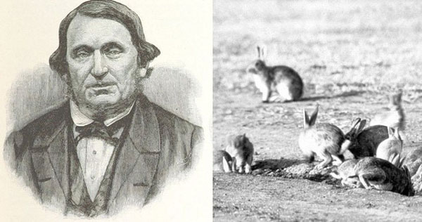 Khủng hoảng thỏ hoang tại Úc