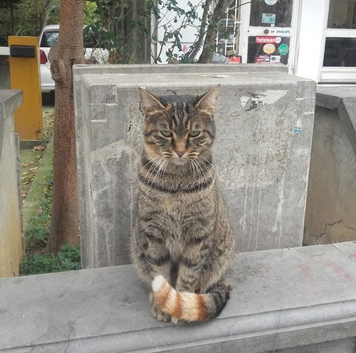 Con mèo đặc biệt có màu lông ở đuôi khác khác biệt hẳn với màu lông trên toàn bộ cơ thể