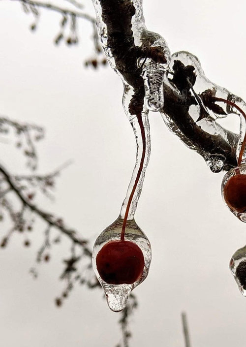 Quả cherry trông tuyệt đẹp nhờ được bao phủ bởi một lớp băng trong suốt