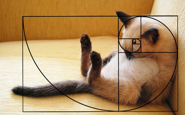 Một dáng ngủ khác của mèo nhưng tuân theo tỉ lệ Fibonacci