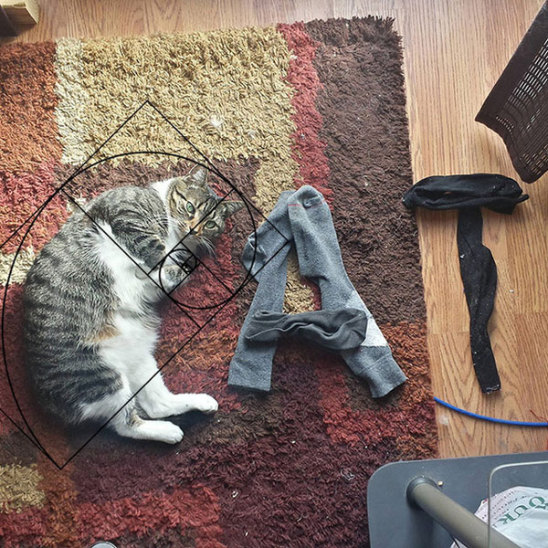 Mèo là loài động vật hoàn hảo 5