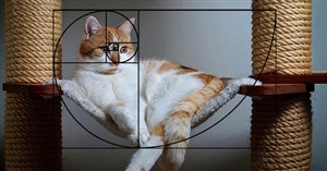 Mèo là loài động vật hoàn hảo, ít nhất là khi áp dụng tỷ lệ vàng Fibonacci