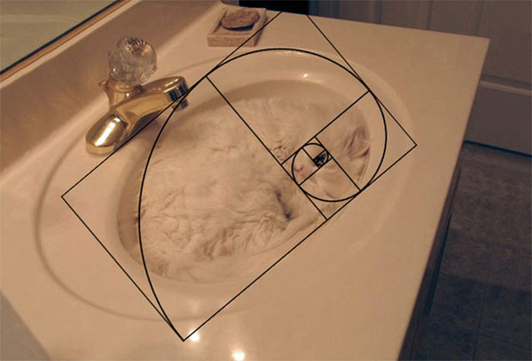 Dù nằm ngủ ở bất kỳ đâu, mèo ta cũng phải tạo dáng thật hoàn hảo mới chịu cơ