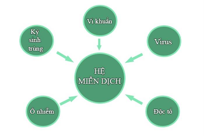Vai trò của hệ miễn dịch