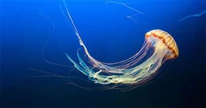 Khám phá bí ẩn đại dương bằng những chú sứa có gắn thiết bị điện tử