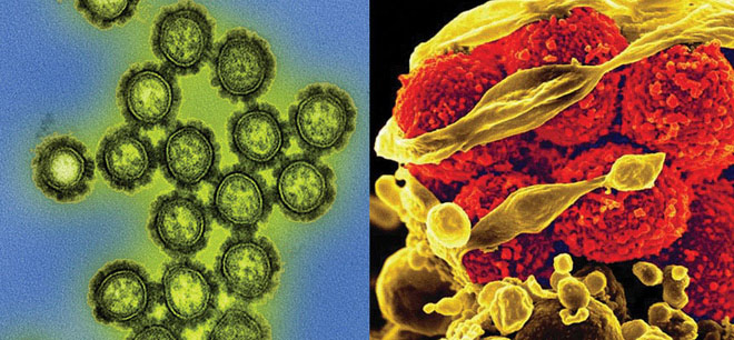 Cả virus và vi khuẩn đều có thể khiến chúng ta bị ốm