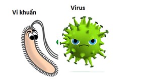 Virus khác gì vi khuẩn? Tại sao kháng sinh không điều trị được bệnh do virus?