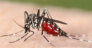 Cách đuổi muỗi, diệt muỗi trong phòng ngủ hiệu quả, không độc hại