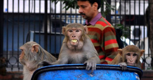 Động vật hoang dã 