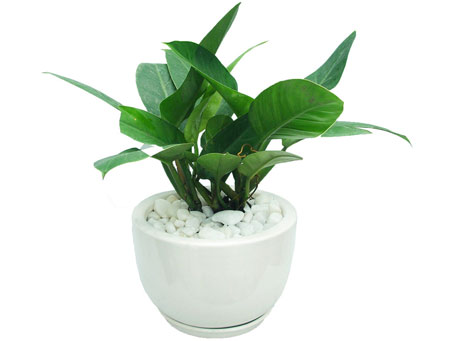 Cây phong thủy cho mệnh Mộc