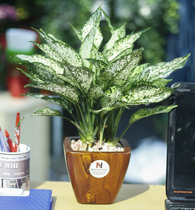 Cây phong thủy cho mệnh Thủy