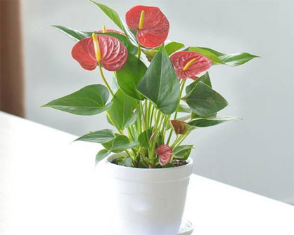 Cây phong thủy cho mệnh Hỏa