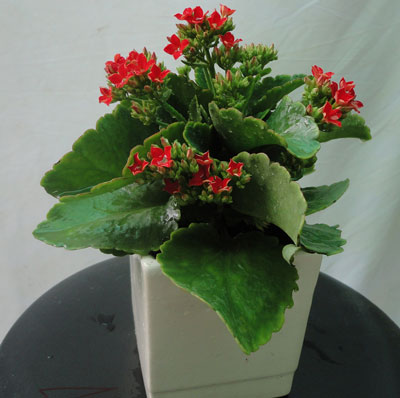 Cây phong thủy cho mệnh Thổ