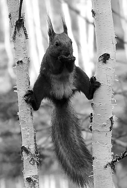 Lũ sóc ở ngoài đời cũng có khả năng giữ thăng bằng không thua kém các Ninja