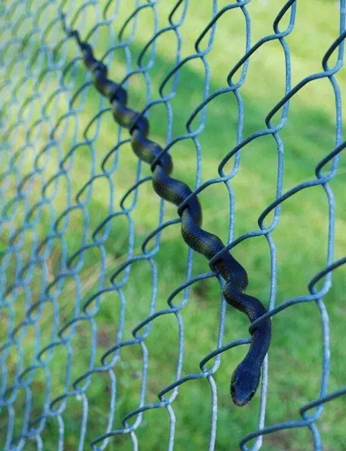 Cách mà một “cao thủ” rắn bò qua hàng rào