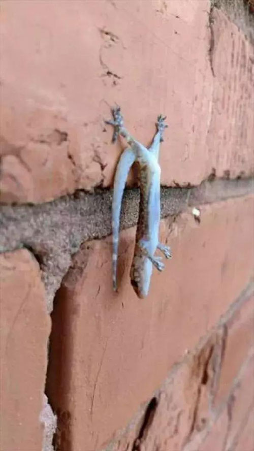 Con thạch thùng này muốn cosplay cảnh hôn huyền thoại trong Spider Man