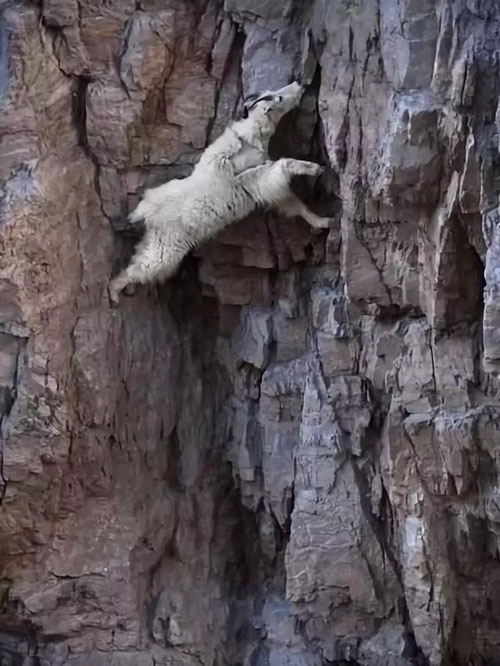 Sơn dương (dê núi) thường leo trèo lên những vách núi dựng đứng