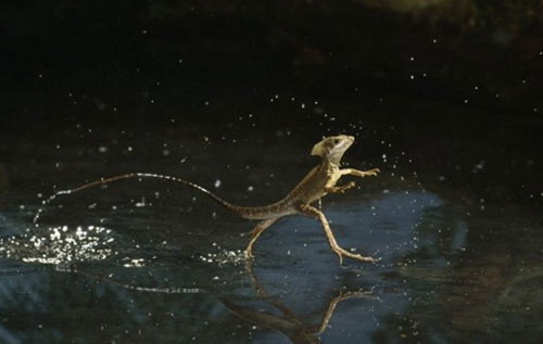 Thằn lằn Basilisk
