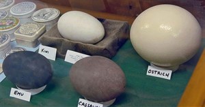 Những điều thú vị về quả trứng của các loài động vật