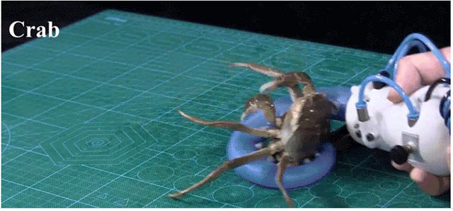 Robot có thể bắt được một con cua sống
