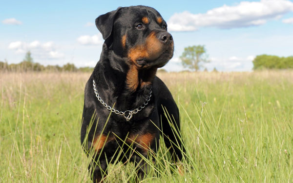 Chó Rottweiler.