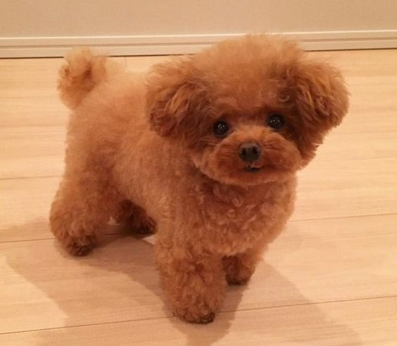 Chó Poodle nâu đỏ dễ thương.