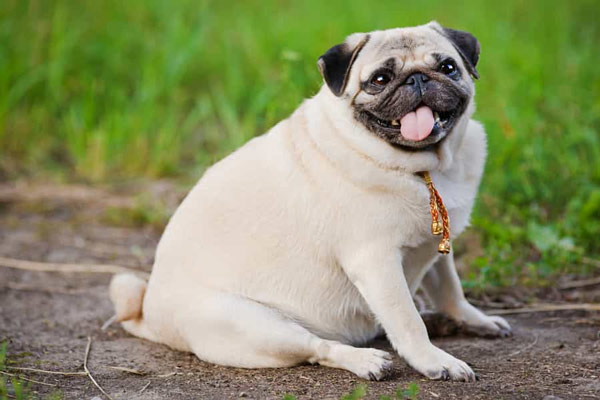 Chó Pug.