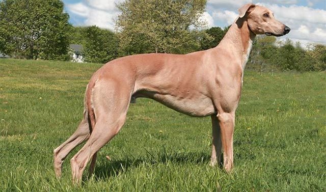 Chó Greyhound