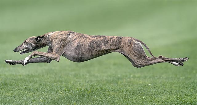 Kết cấu cơ thể của chó Greyhound cho khả năng nước rút tuyệt vời