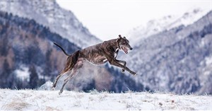 Đây là loài chó chạy nhanh nhất thế giới, chỉ chịu thua báo gê-pa