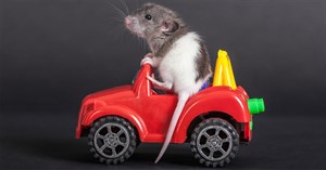 Các loài vật có thể giống con người đến mức đáng kinh ngạc: Chuột biết lái xe, cá heo nói mơ...